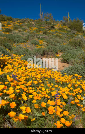 Papaveri messicano al di sopra del serbatoio Barlett, Tonto National Forest, Arizona Foto Stock