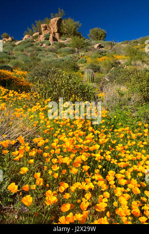 Papaveri messicano al di sopra del serbatoio Barlett, Tonto National Forest, Arizona Foto Stock