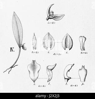 L'Acianthera bicornuta è una specie di orchidee, precedentemente classificata come Pleurothallis bicornuta. L'immagine o il riferimento si riferisce probabilmente a un'illustrazione botanica della "Flora Brasiliensis" che mostra le caratteristiche uniche della pianta. Foto Stock