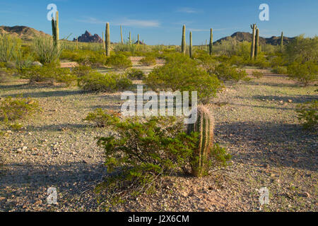 Saguaro, Cabeza Prieta National Wildlife Refuge, Arizona Foto Stock
