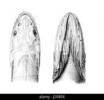Il Bathysaurus mollis è un pesce di acque profonde noto per la sua pelle morbida e traslucida e l'aspetto distintivo. La testa è dotata di occhi grandi e specializzati adatti agli ambienti con scarsa illuminazione. Foto Stock