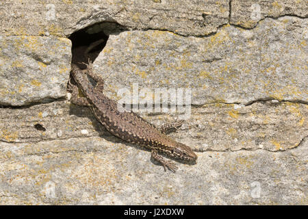 Lucertola muraiola (Podarcis muralis), un non-nativo specie di rettili - membro di una colonia introdotto sul Boscombe scogliere nel Dorset, Regno Unito Foto Stock