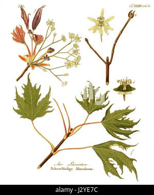 Acer platanoides, comunemente noto come acero di Norvegia, è un albero deciduo originario dell'Europa e dell'Asia. La varietà "laciniatum" è caratterizzata da foglie finemente dissezionate e lobate, che la distinguono dalle specie tipiche. È comunemente coltivata nei paesaggi per il suo valore ornamentale e adattabilità agli ambienti urbani. Foto Stock