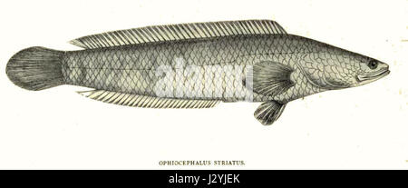 Il Channa striata, noto anche come Striped Snakehead, è una specie di pesce originaria del sud-est asiatico. È noto per il suo aspetto distintivo e adattabilità a vari ambienti acquatici. Foto Stock