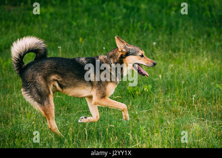 Razza mista di medie dimensioni Cane su tre zampe e giocare all'aperto in estate l'erba. Esecuzione di Happy dog Foto Stock