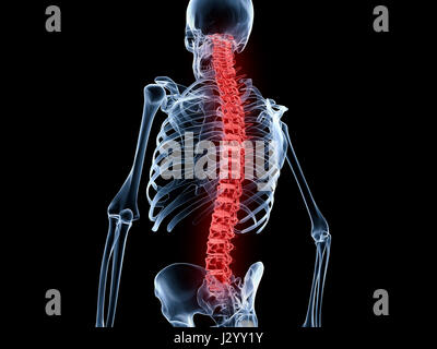 Rosso spina dorsale e la colonna vertebrale di uno scheletro umano Foto Stock