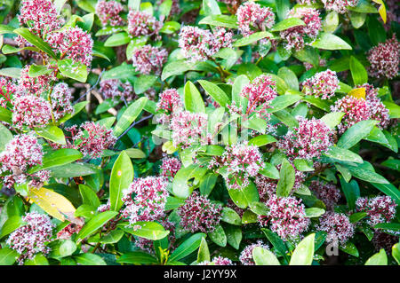 Skimmia japonica è un giapponese Skimmia, [1] è una specie di piante da fiore in Famiglia Rutacee, nativo per il Giappone, la Cina e il sud-est asiatico Foto Stock