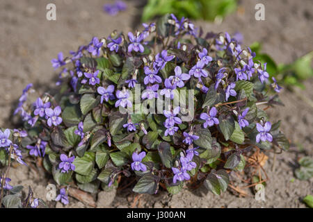 Cluster di Viola labradorica fiori in piena fioritura cane alpino violetta, Alpine violetta, american dog violetta, cane violetta, Labrador viola Foto Stock