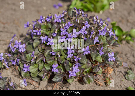 Cluster di Viola labradorica fiori in piena fioritura cane alpino violetta, Alpine violetta, american dog violetta, cane violetta, Labrador viola Foto Stock