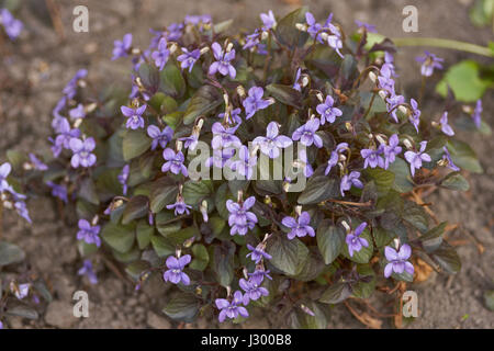 Cluster di Viola labradorica fiori in piena fioritura cane alpino violetta, Alpine violetta, american dog violetta, cane violetta, Labrador viola Foto Stock