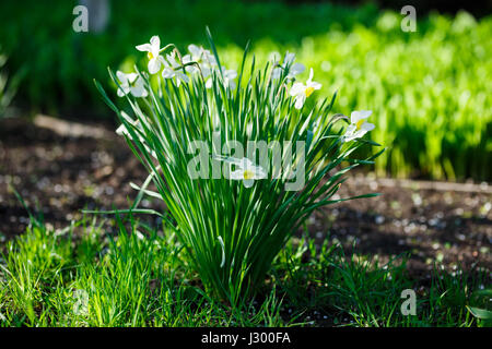 Luminosa bianca fioritura narcisi, fiori di narciso. Messa a fuoco selettiva. Foto Stock