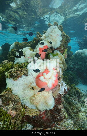 Magnifico anemoni di mare con pesci tropicali threespot dascyllus castagnole, subacqueo nella laguna di Bora Bora, oceano pacifico, Polinesia Francese Foto Stock