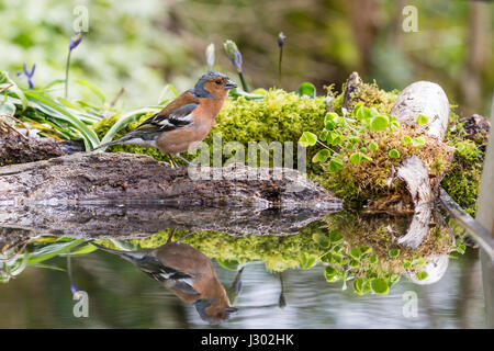 Fringuello maschio in corrispondenza di un piccolo giardino con piscina in zone rurali del Galles in primavera. Foto Stock