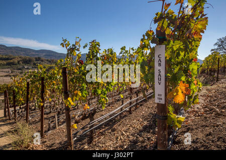 Uve cabernet sauvignon, uva vigneto, Coombsville zona viticola, Napa Napa Valley, California Foto Stock