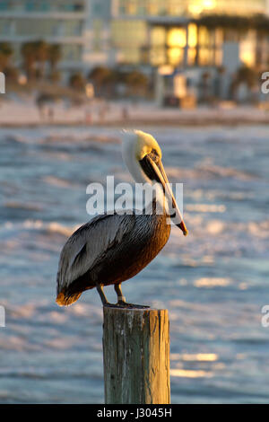 Un pellicano sentinella permanente su un post offshore nel mare del Golfo del Messico con colorati Clearwater Beach, Florida, offuscata in background Foto Stock