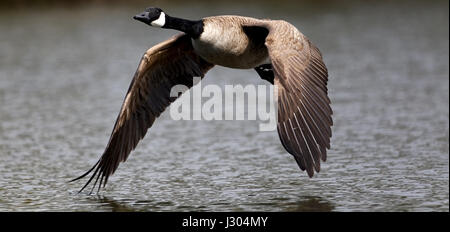 Canada Goose in volo Foto Stock