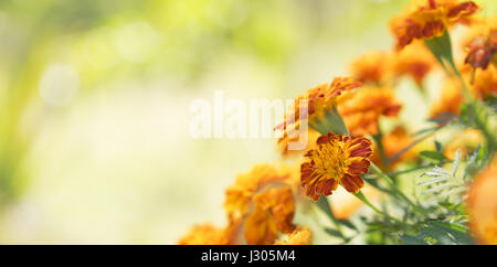 Oro brillante Le calendule calendula per biglietto di auguri sfondo per condoglianze, funerali, amore, cura e ricordo Foto Stock