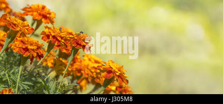 Oro brillante Le calendule calendula per biglietto di auguri sfondo per condoglianze, funerali, amore, cura e ricordo Foto Stock