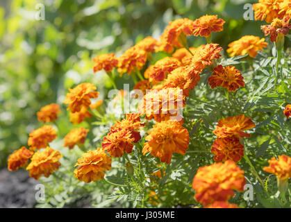 Nutriente fiori commestibili, golden Le calendule crescono nel giardino in autunno Foto Stock