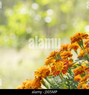 Una vista sulla piazza di brillanti oro giallo e arancio fiori di Calendula contro la luce del giorno soleggiato bokeh sfondo per biglietto di auguri Foto Stock