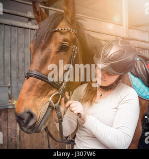 Giovane pilota mette sul suo cavallo - ad un Hanoverian briglia stuff Foto Stock