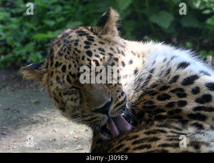 Di Amur maschio o Far Eastern Leopard (Panthera pardus orientalis) di pulizia la sua pelliccia. Foto Stock