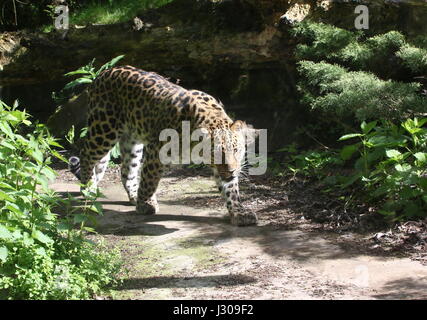 Amur o Far Eastern Leopard (Panthera pardus orientalis) sul prowl. Trovato in Siberia orientale e ne la Cina e in pericolo critico nel selvaggio. Foto Stock