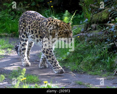 Amur o Far Eastern Leopard (Panthera pardus orientalis) sul prowl. Trovato in Siberia orientale e ne la Cina e in pericolo critico nel selvaggio. Foto Stock