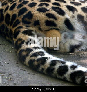 Primo piano dei testicoli di un maschio di Amur o Far Eastern Leopard (Panthera pardus orientalis. (Criticamente le specie in via di estinzione) Foto Stock