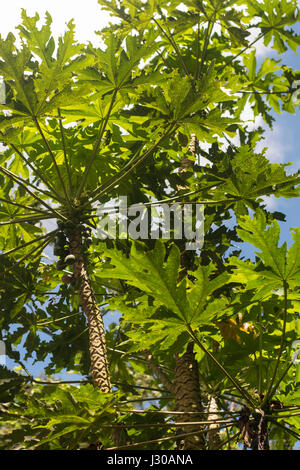 La papaia cresce in wild Foto Stock