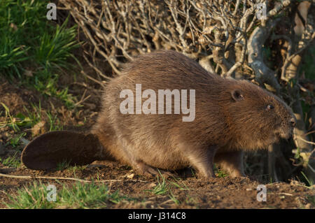 Captive Eurasian Beaver in una fattoria in Devonshire Foto Stock