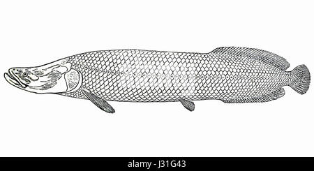 Arapaima gigas1 Foto Stock