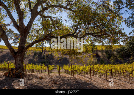 Vigneto di uva, vigneto, Coombsville zona viticola, Napa Napa Valley, California Foto Stock