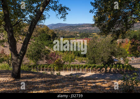 Vigneto di uva, vigneto, Coombsville zona viticola, Napa Napa Valley, California Foto Stock