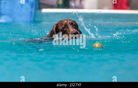 Il cioccolato Labrador retriever nuota con un giocattolo e gioca in una piscina in estate. Foto Stock
