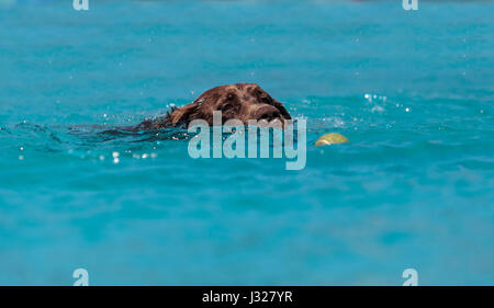 Il cioccolato Labrador retriever nuota con un giocattolo e gioca in una piscina in estate. Foto Stock