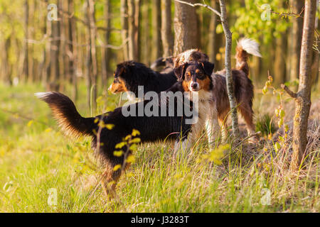Foto di tre pastore australiano cani in piedi nella foresta Foto Stock