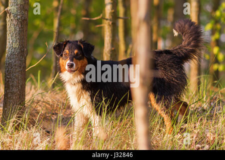 Foto ritratto di un pastore australiano in piedi nella foresta Foto Stock