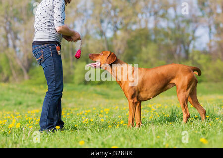 La donna gioca con un ridgeback rhodesiano cane sul prato Foto Stock