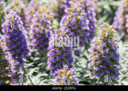 L'orgoglio di Madeira - echium candicans. Foto Stock