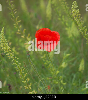 Bellissimo papavero in primavera con bokeh bello - Papaver rhoeas fiore Foto Stock
