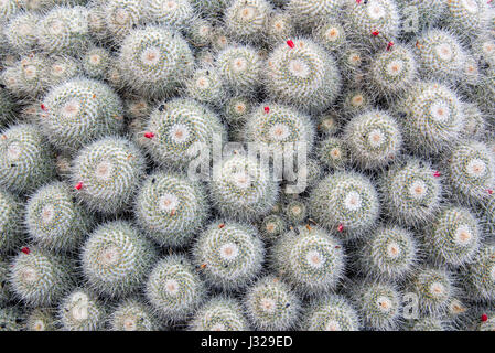 Cactus bianco, astratta da vicino la vista da sopra Foto Stock