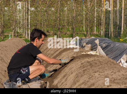 Giovane uomo al raccolto di asparagi bianchi.Gli asparagi messe in Italia, Zambana, Trentino Alto Adige Foto Stock