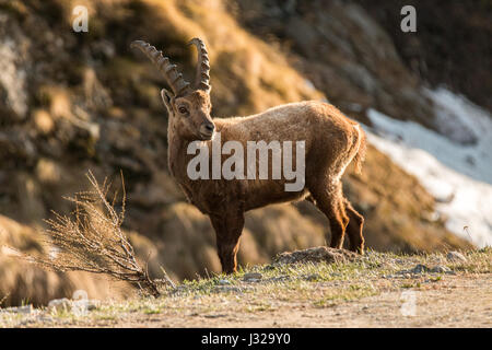 Bella Alpine Ibex delle capre di montagna del Grand Paradis National Park in Italia Foto Stock