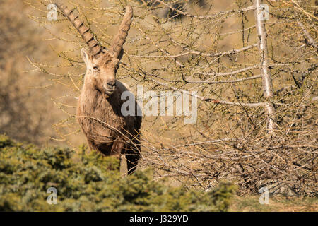 Bella Alpine Ibex delle capre di montagna del Grand Paradis National Park in Italia Foto Stock