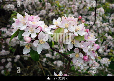 Crab Apple Blossom in fiore Uk Malus sylvestris Foto Stock
