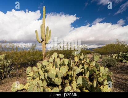 Cactus Saguaro impianto, Santa Catalina Mountains, Foresta Nazionale di Coronado, nei pressi di Tucson, Arizona deserto, STATI UNITI D'AMERICA Foto Stock