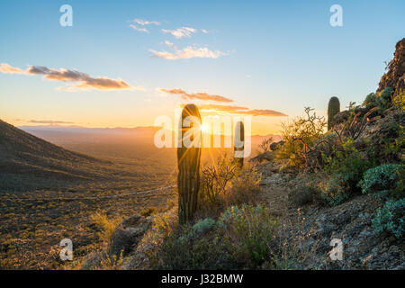 Cactus di Saguaro al Gates Pass nelle Tucson Mountains nel Saguaro National Park, Tucson, Arizona USA, cactus al tramonto Foto Stock