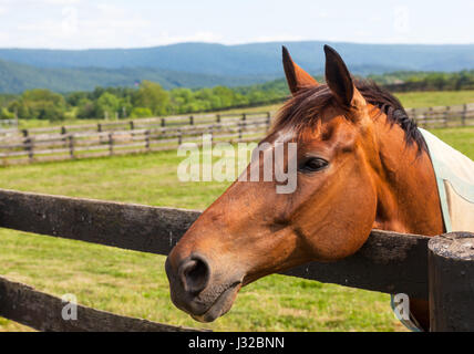 Testa di cavallo marrone in un prato appoggiato su di una staccionata in legno con le colline in background Foto Stock