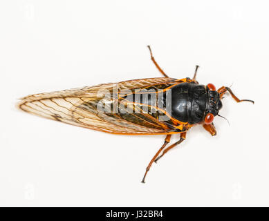 Cicala vicino fino dalla covata II nel 2013 in Virginia. Dettagliata immagine macro contro uno sfondo bianco Foto Stock